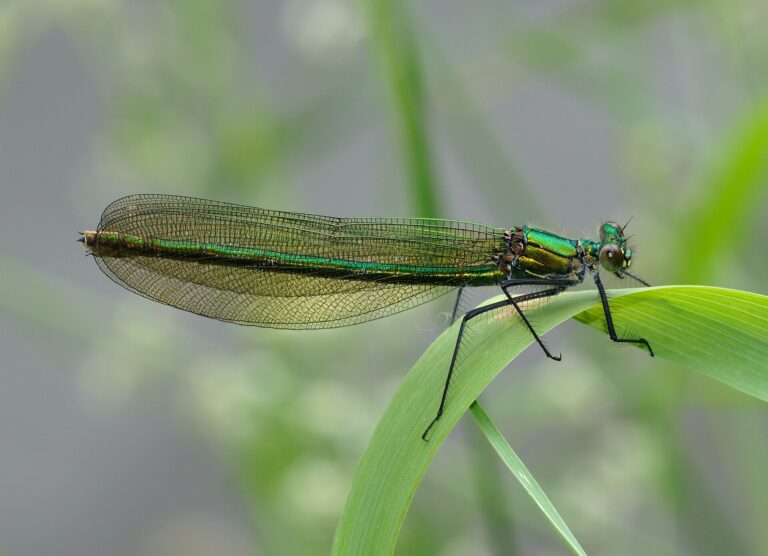 Motýlice lesklá (Calopteryx splendens)