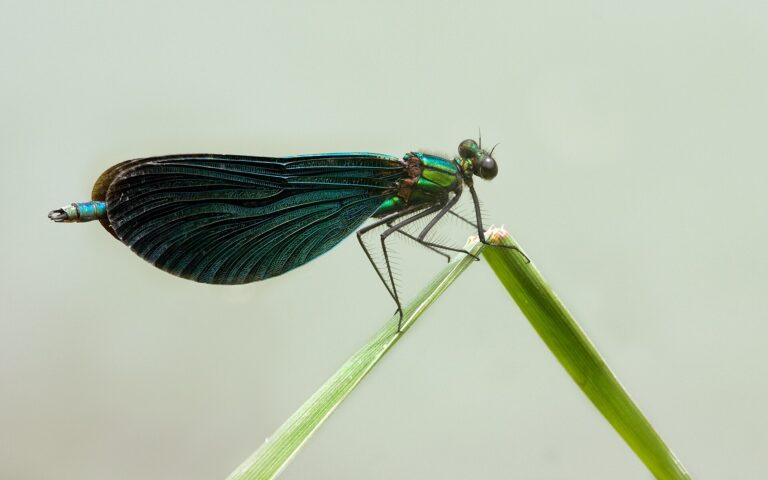 Motýlice obecná (Calopteryx virgo)