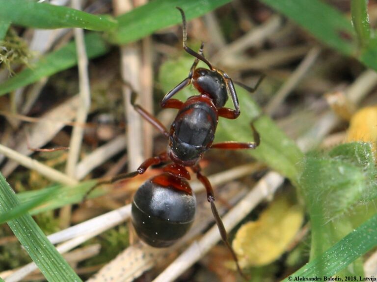 Mravenec lesní menší (Formica polyctena)