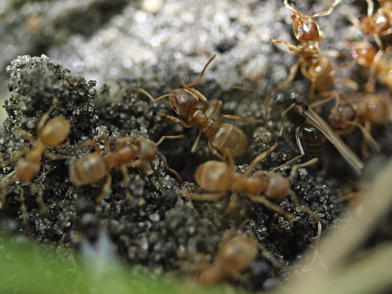Mravenec žlutý (Lasius flavus)