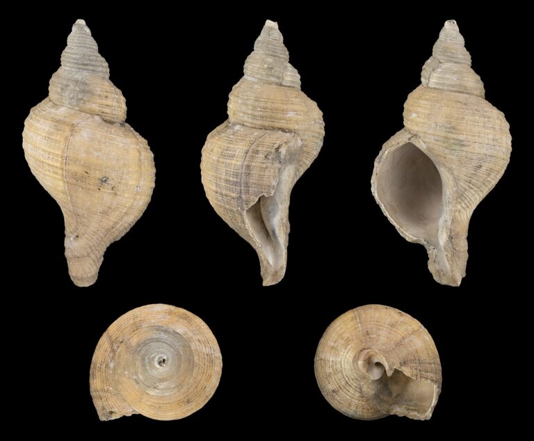 Neptunea angulata (Neptunea angulata)