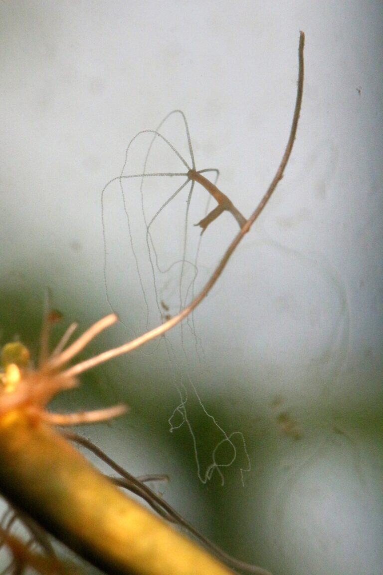 Nezmar hnědý (Hydra oligactis)