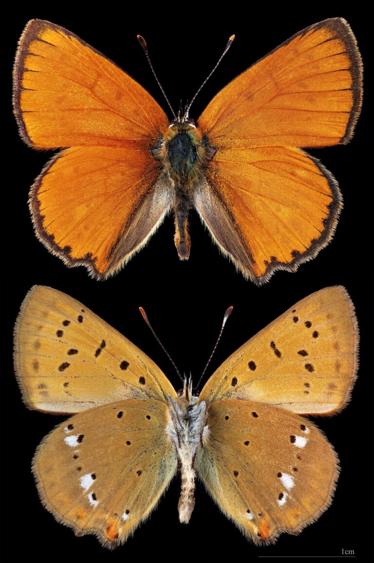 Ohniváček celíkový (Lycaena virgaureae)