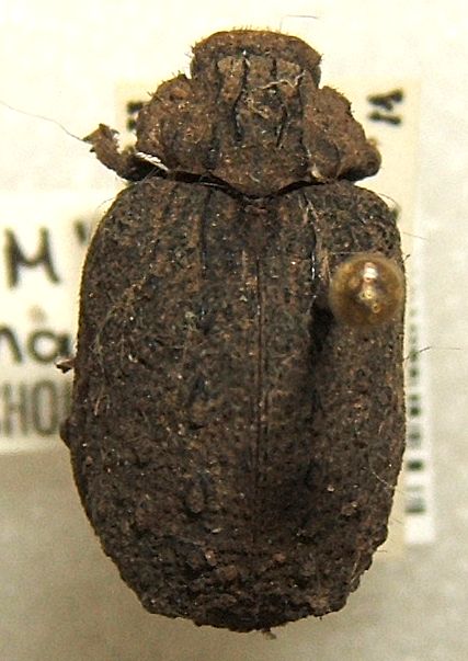 Omorgus alternans
