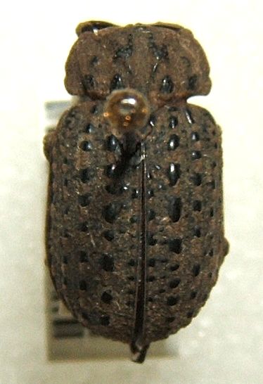 Omorgus asper