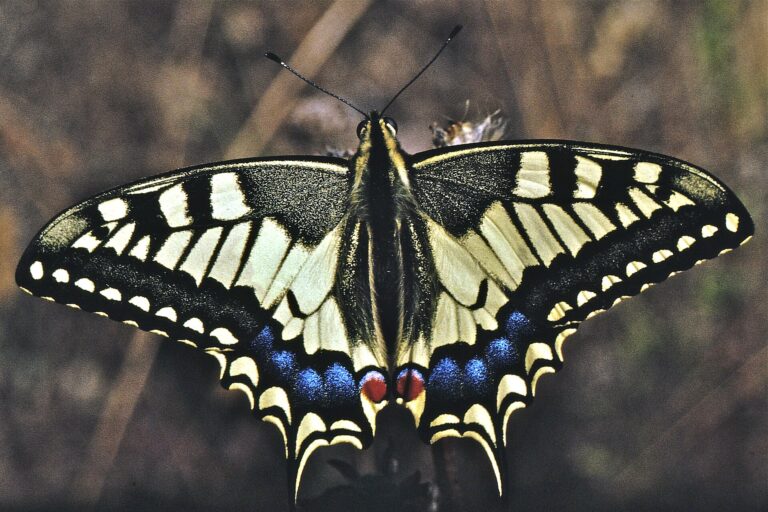 Otakárek fenyklový (Papilio machaon)
