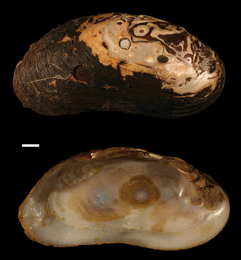 Perlorodka říční (Margaritifera margaritifera)