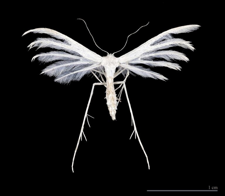 Pernatuška trnková (Pterophorus pentadactyla)