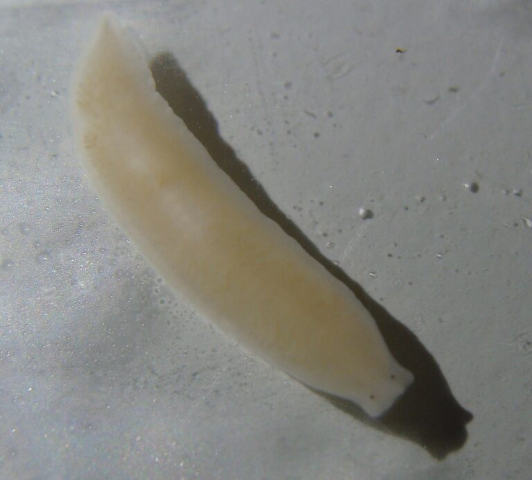 Ploštěnka mléčná (Dendrocoelum lacteum)
