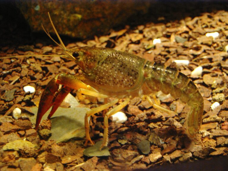 Rak pruhovaný (Orconectes limosus)