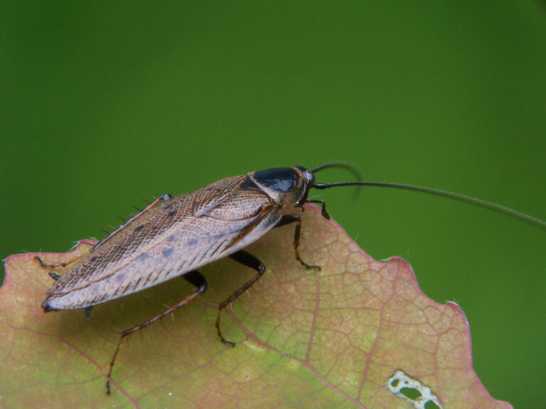 Rusec laponský (Ectobius lapponicus)
