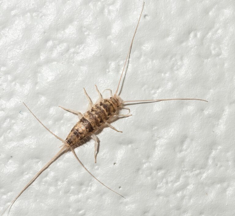 Rybenka skleníková (Thermobia domestica)