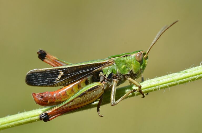 Saranče čárkovaná (Stenobothrus lineatus)