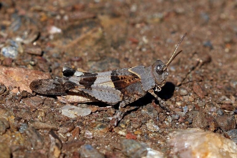 Saranče modrokřídlá (Oedipoda caerulescens)