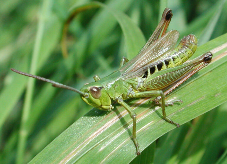 Saranče obecná (Chorthippus parallelus)