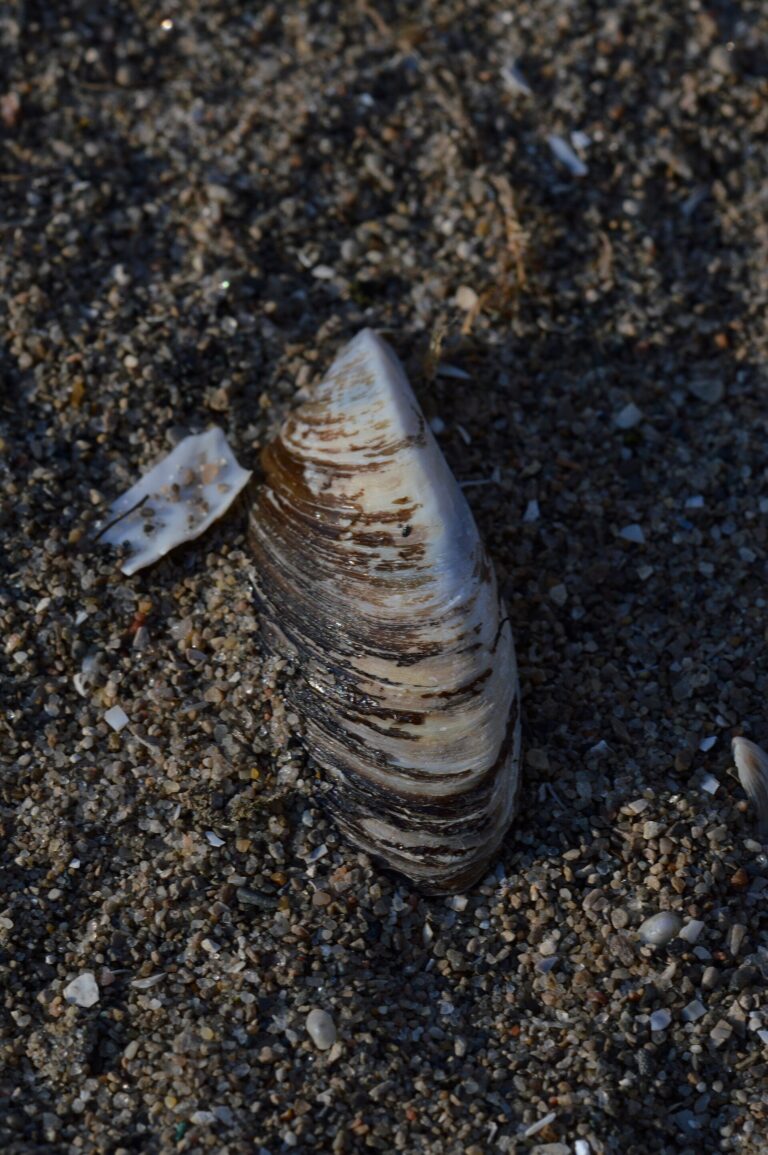 Slávička mnohotvárná (Dreissena polymorpha)