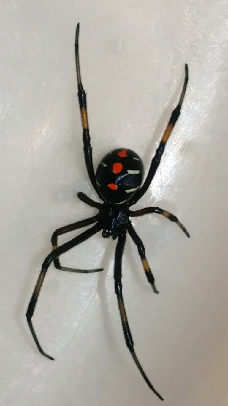Snovačka jedovatá (Latrodectus mactans)