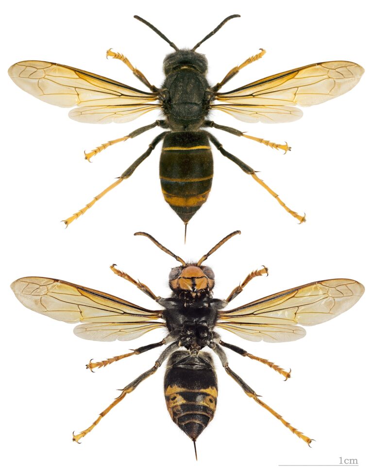 Sršeň asijská (Vespa velutina)