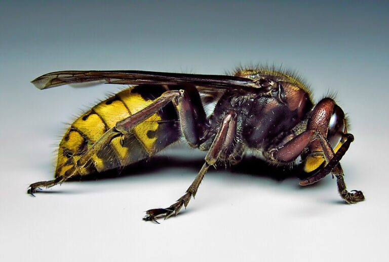 Sršeň obecná (Vespa crabro)