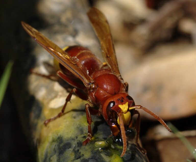 Sršeň východní (Vespa orientalis)
