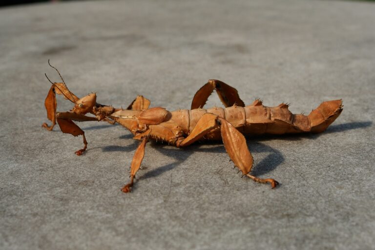 Strašilka australská (giant stick insect)