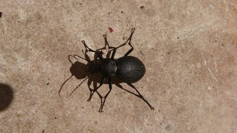Střevlík kožitý Střevlík kožitý (Carabus coriaceus)