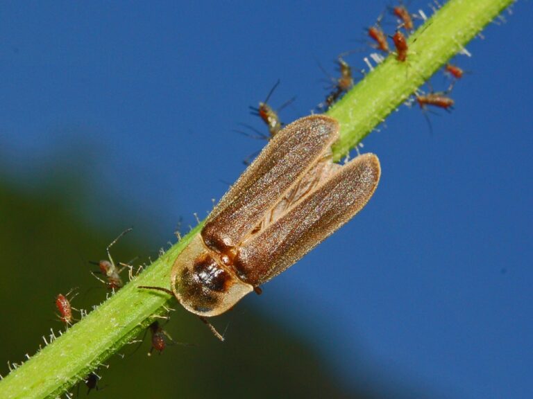 Světluška větší (Lampyris noctiluca)