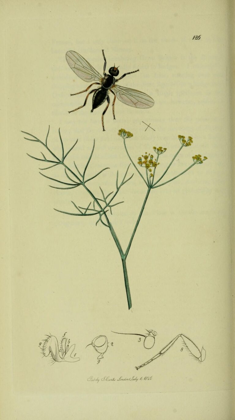 Sýrorodka drobná (Piophila casei)