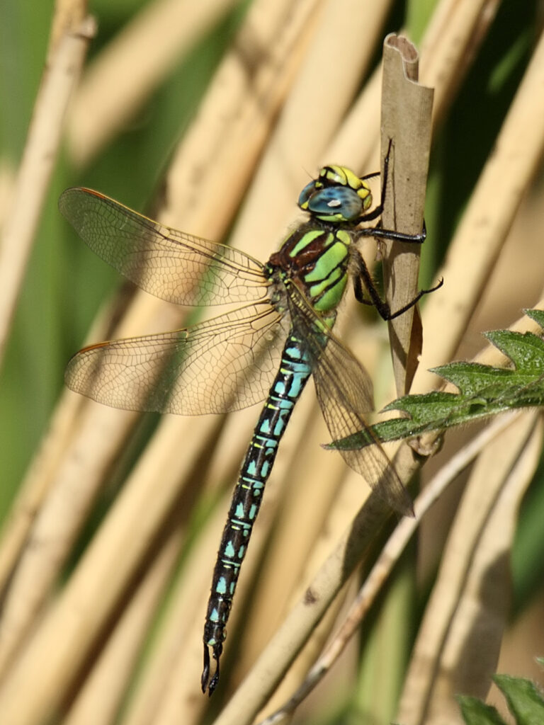 Šídlo luční (Brachytron pratense)