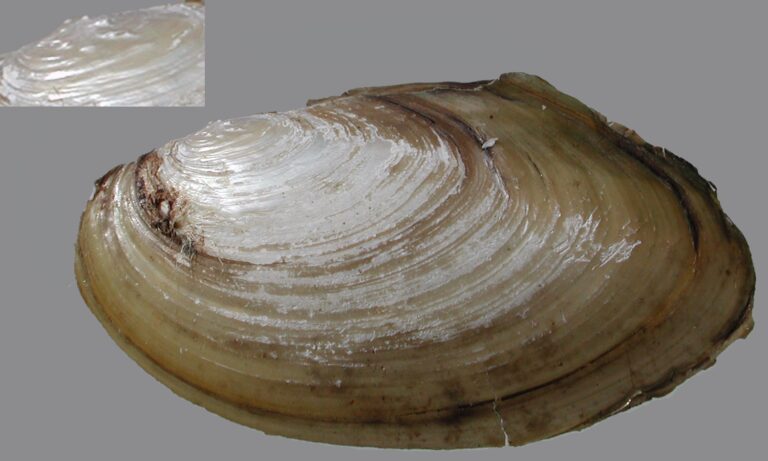 Škeble plochá (Pseudanodonta complanata)
