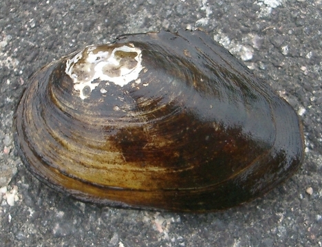 Škeble říční