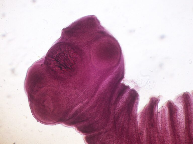 Tasemnice dlouhočlenná (Taenia solium)