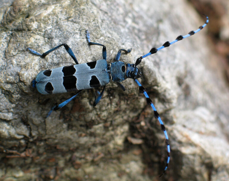 Tesařík alpský (Rosalia alpina)