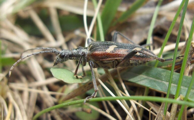 Tesařík dvoupásovaný (Rhagium bifasciatum)