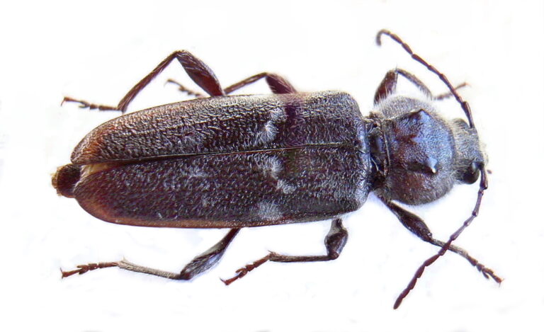 Tesařík krovový (Hylotrupes bajulus)