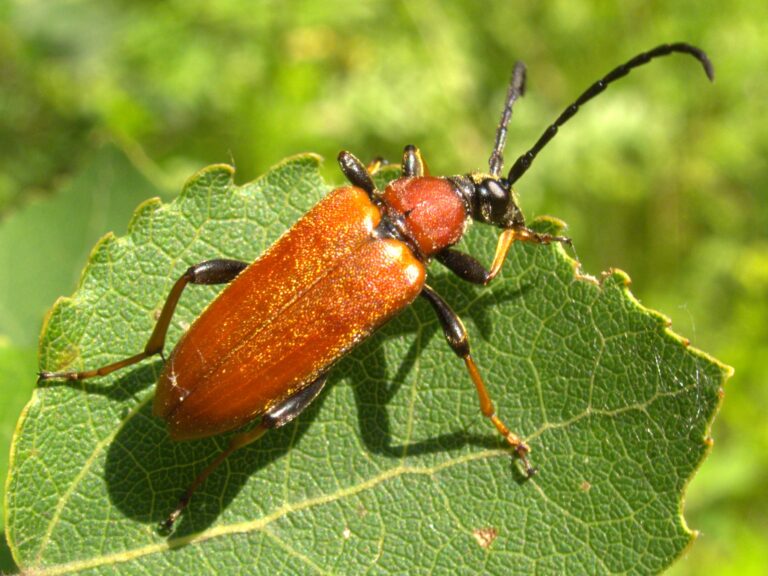 Tesařík obecný (Stictoleptura rubra)