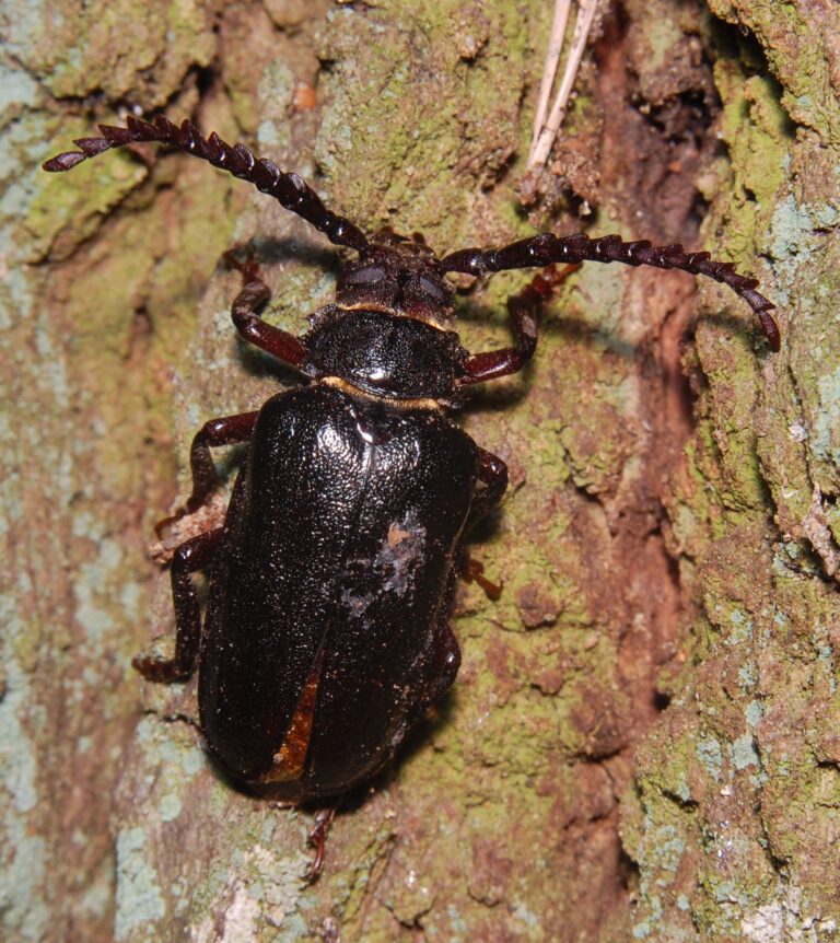 Tesařík piluna (Prionus coriarius)