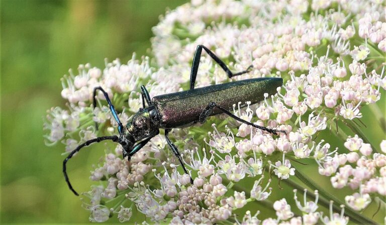 Tesařík pižmový (Aromia moschata)