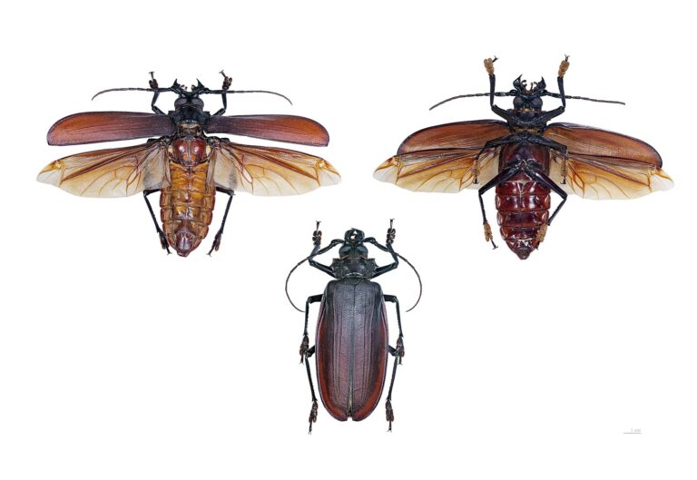 Titán obrovský (Titanus giganteus)