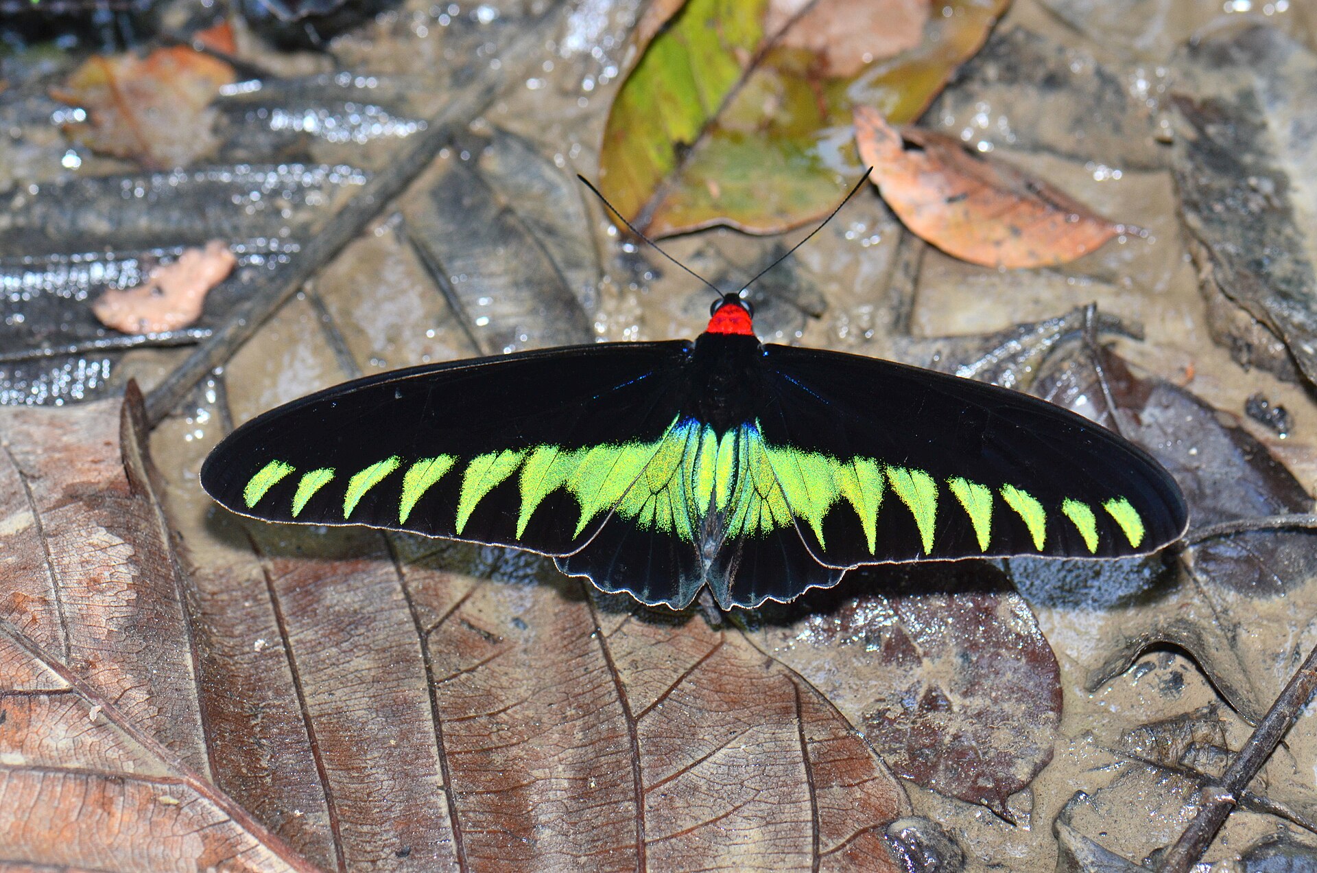 Trogonoptera brookiana
