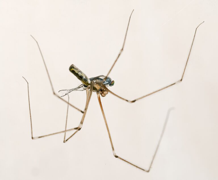 Třesavka velká (Pholcus phalangioides)