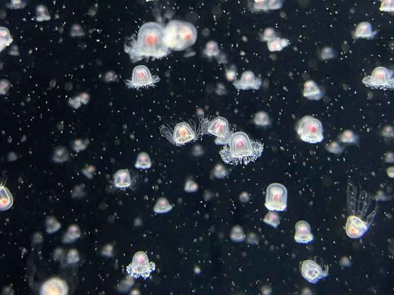 Turritopsis nutricula (Turritopsis nutricula)