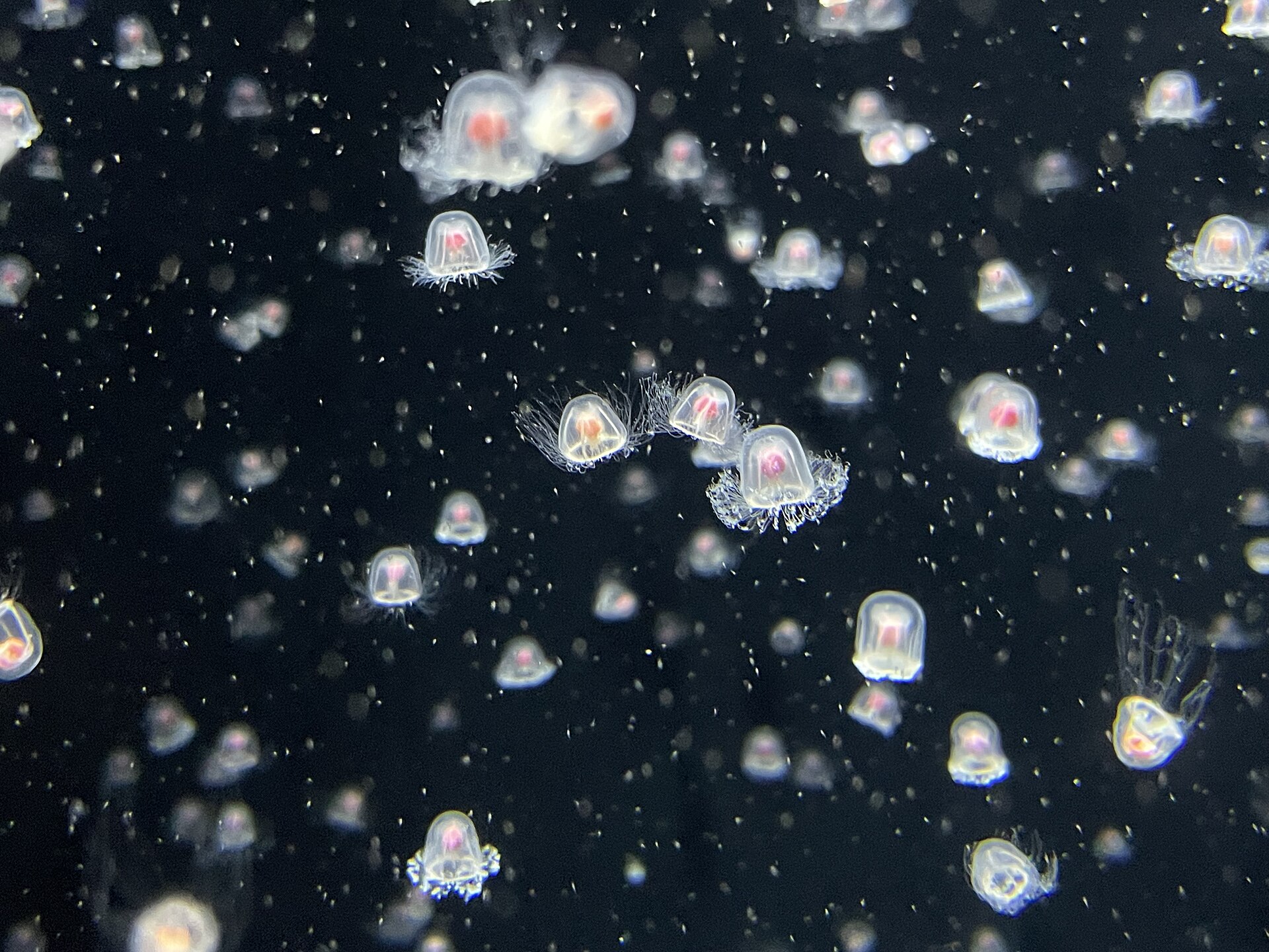 Turritopsis nutricula