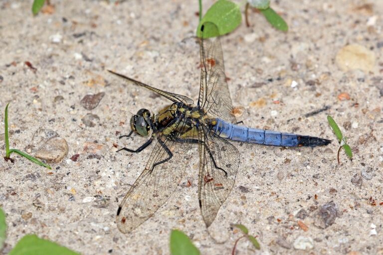 Vážka černořitná (Orthetrum cancellatum)