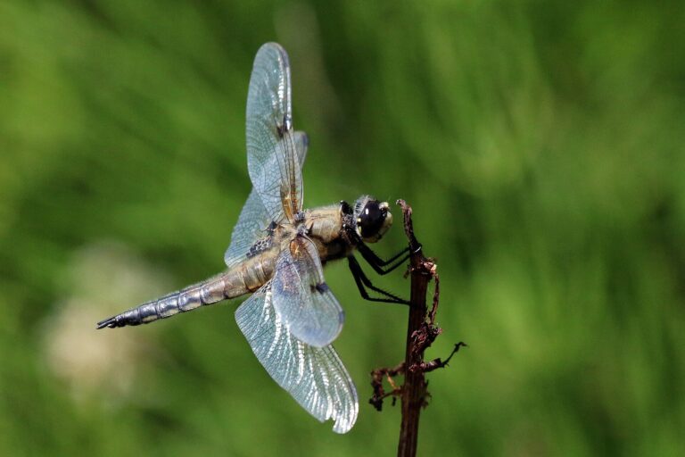 Vážka čtyřskvrnná (Libellula quadrimaculata)