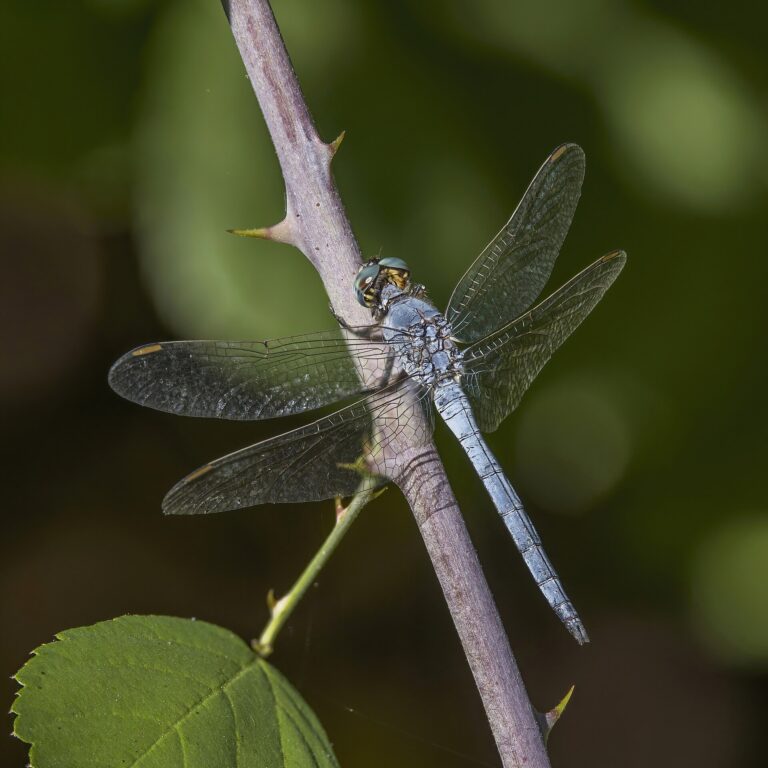 Vážka žlutoskvrnná Vážka žlutoskvrnná (Orthetrum coerulescens)