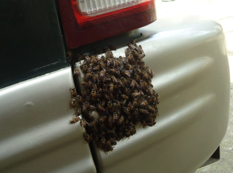 Včela celebeská (Apis nigrocincta)