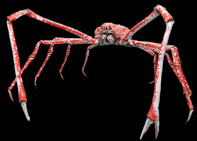 Velekrab japonský (Macrocheira kaempferi)