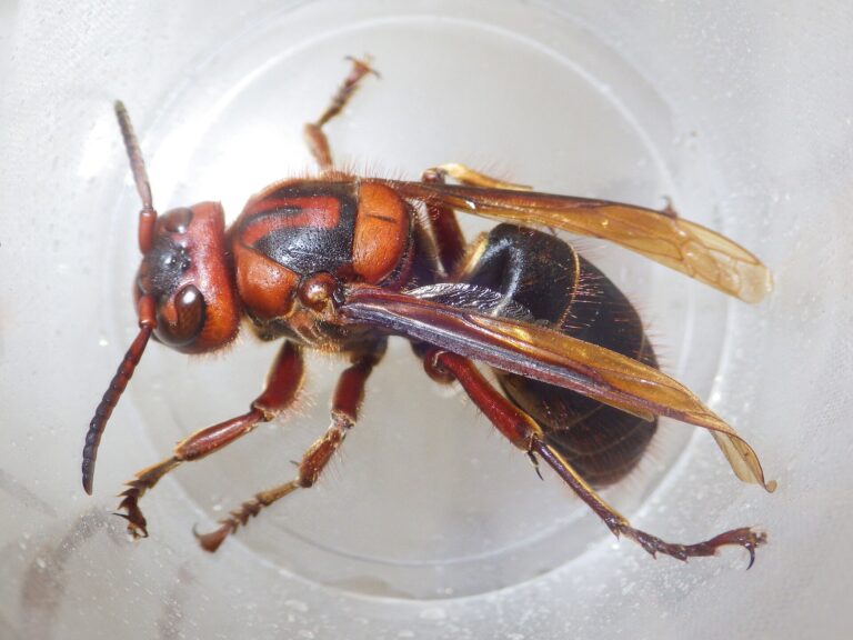 Vespa dybowskii (Vespa dybowskii)