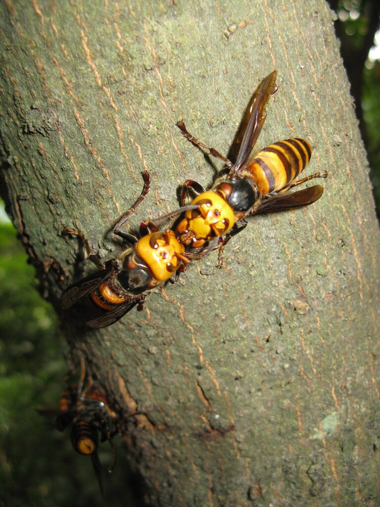 Vespa mandarinia (Vespa mandarinia)